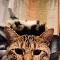 Misia